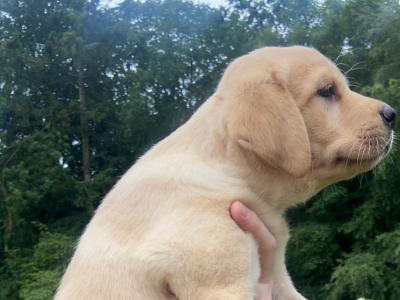 Quality Chunky Labrador puppies in Offaly