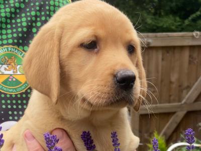 Quality Chunky Labrador puppies in Offaly