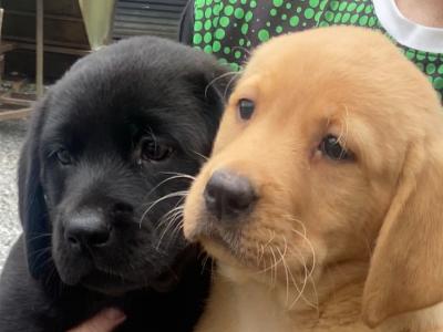 Quality Chunky Labrador puppies in Offaly