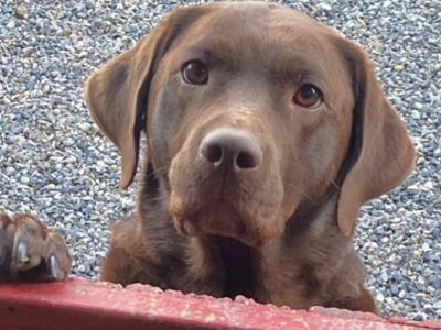 Quality Chunky Labrador puppies in Offaly