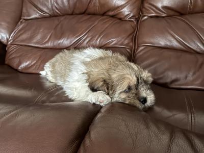Adoreable Purebred Shih Tzu puppies in Clare