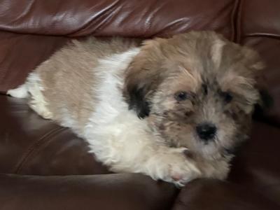Adoreable Purebred Shih Tzu puppies in Clare