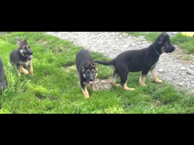 German Shepherd puppies in Roscommon