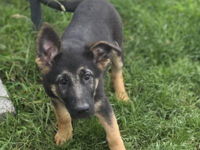 German Shepherd puppies in Roscommon