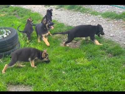 German Shepherd puppies in Roscommon
