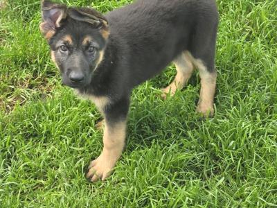 German Shepherd puppies in Roscommon