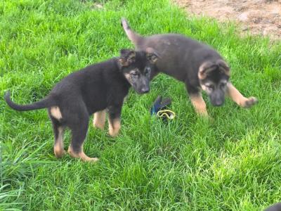 German Shepherd puppies in Roscommon