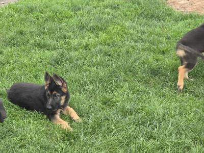 German Shepherd puppies in Roscommon