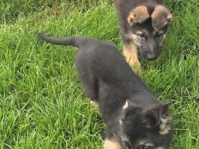 German Shepherd puppies in Roscommon