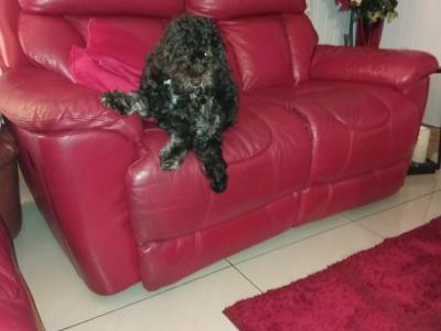 Male Chocolate Brown Cavapoo puppy in Westmeath