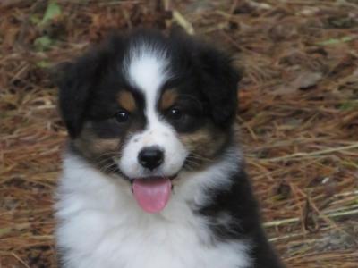 IKC Registered Australian Shepherd puppies in Waterford