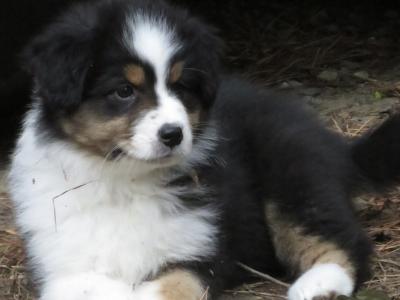 IKC Registered Australian Shepherd puppies in Waterford