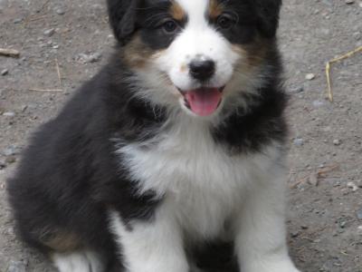 IKC Registered Australian Shepherd puppies in Waterford