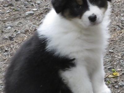 IKC Registered Australian Shepherd puppies in Waterford