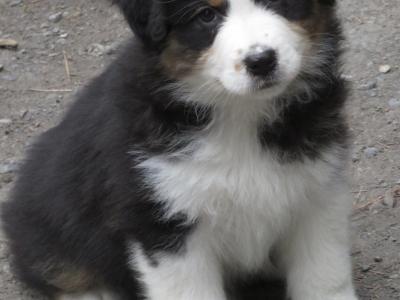 IKC Registered Australian Shepherd puppies in Waterford