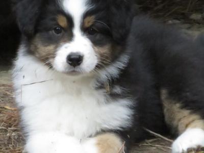 IKC Registered Australian Shepherd puppies in Waterford