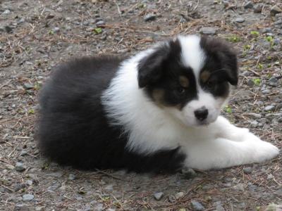 IKC Registered Australian Shepherd puppies in Waterford
