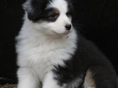 IKC Registered Australian Shepherd puppies in Waterford