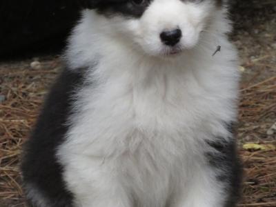 IKC Registered Australian Shepherd puppies in Waterford