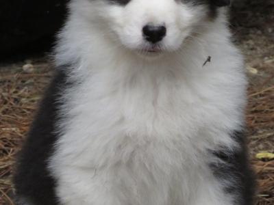 IKC Registered Australian Shepherd puppies in Waterford