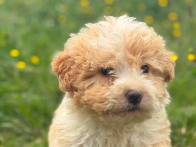Male ️Bernedoodle puppy ❤️🐶 in Limerick