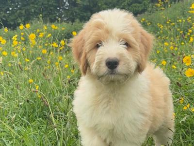 Male ️Bernedoodle puppy ❤️🐶 in Limerick