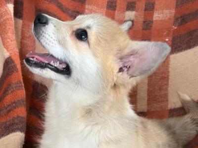 IKC Registered female Welsh Corgi Pembroke puppy in Cork