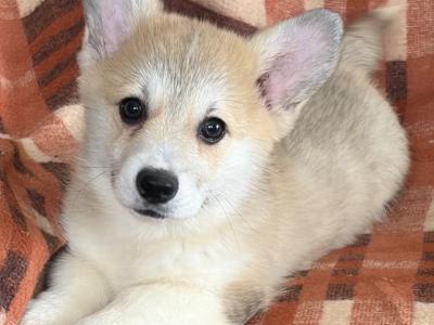 IKC Registered female Welsh Corgi Pembroke puppy in Cork