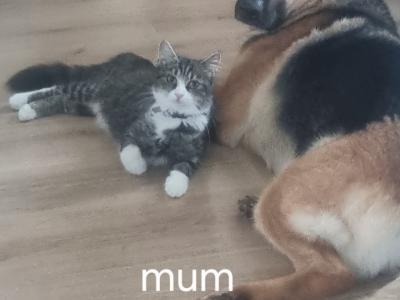 German Shepherd puppies in Roscommon