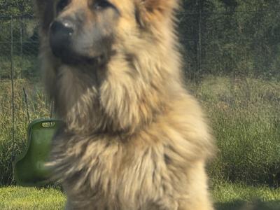 German Shepherd puppies in Roscommon