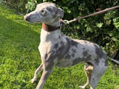 Merle Whippet for stud ✨