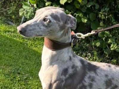 ✨Merle Whippet for stud ✨