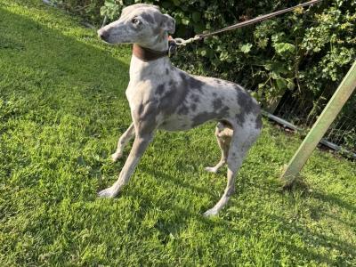 Merle Whippet for stud ✨