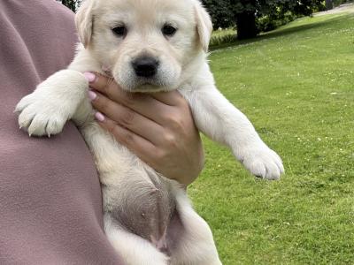 Golden Retriever puppies in Limerick