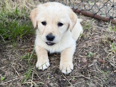 Golden Retriever puppies in Limerick