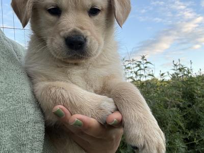Golden Retriever puppies in Limerick