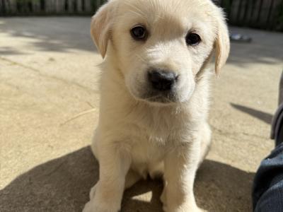 Golden Retriever puppies in Limerick