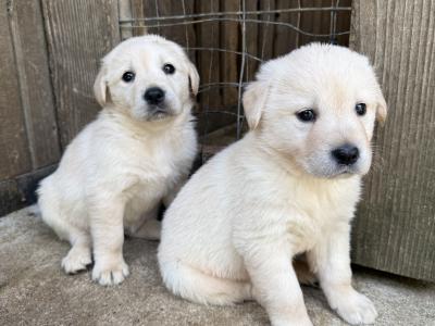 Golden Retriever puppies in Limerick