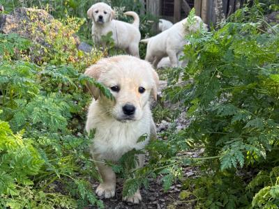 Golden Retriever puppies in Limerick