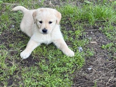 Golden Retriever puppies in Limerick