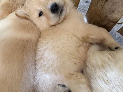 Golden Retriever puppies in Limerick
