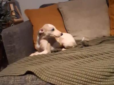Whippet puppies in Waterford
