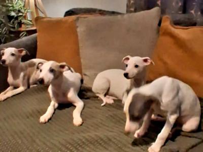 Whippet puppies in Waterford