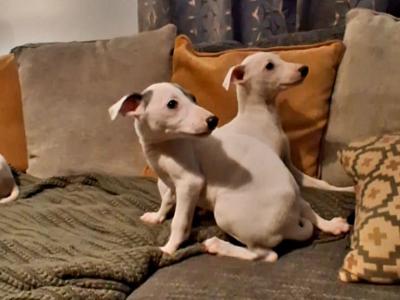 Whippet puppies in Waterford