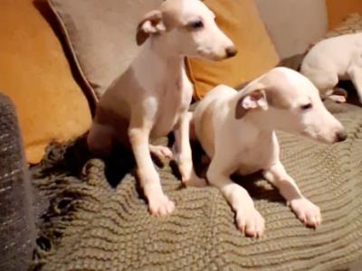 Whippet puppies in Waterford