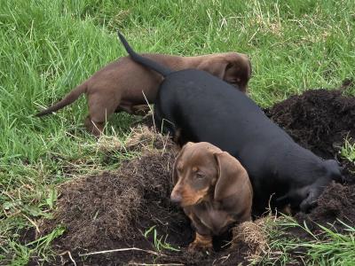IKC Registered (pending) Miniature Smooth Haired Dachshund puppies for sale in Tipperary - €1300