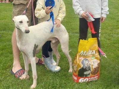 Whippet puppies in Waterford