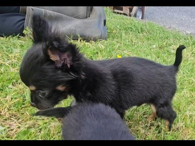 Black/Tan Tea Cup Chihuahua (F) €900