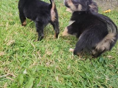 Black/Tan Tea Cup Chihuahua (F) €900