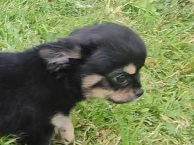 Black/Tan Tea Cup Chihuahua (F) €900